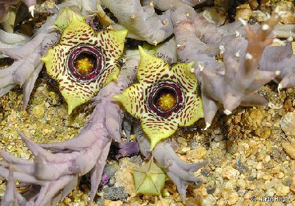 orbea paradoxa - Asclepiadaceae dorite