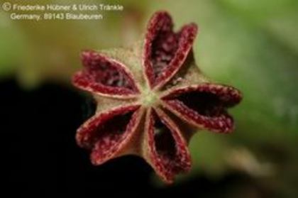 Pectinaria articulata ssp namaquensis - Asclepiadaceae dorite