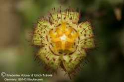 Quaqua arida - Asclepiadaceae dorite
