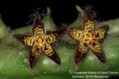 Quaqua parviflora ssp dependens