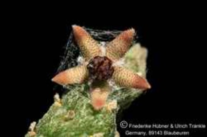 Rhytidocaulon arachnoidea