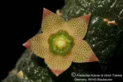 Rhytidocaulon paradoxum - Asclepiadaceae dorite