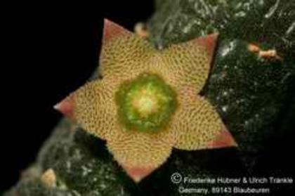 Rhytidocaulon paradoxum