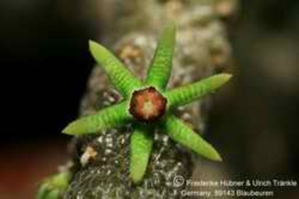 Rhytidocaulon sheilae - Asclepiadaceae dorite