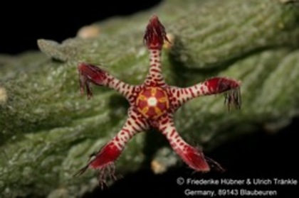 Rhytidocaulon sp nov - Asclepiadaceae dorite