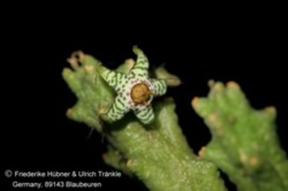 Rhytidocaulon splendidum - Asclepiadaceae dorite