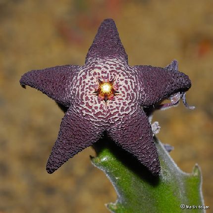stapelia arenosa - Asclepiadaceae dorite