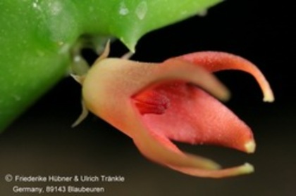 Stapeliopsis stayneri - Asclepiadaceae dorite