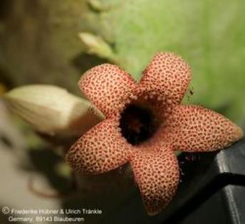 Whitesloanea crassa - Asclepiadaceae dorite