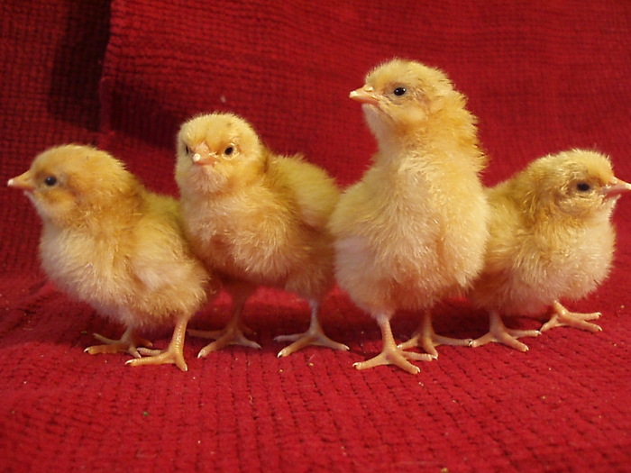 Orpington Galben