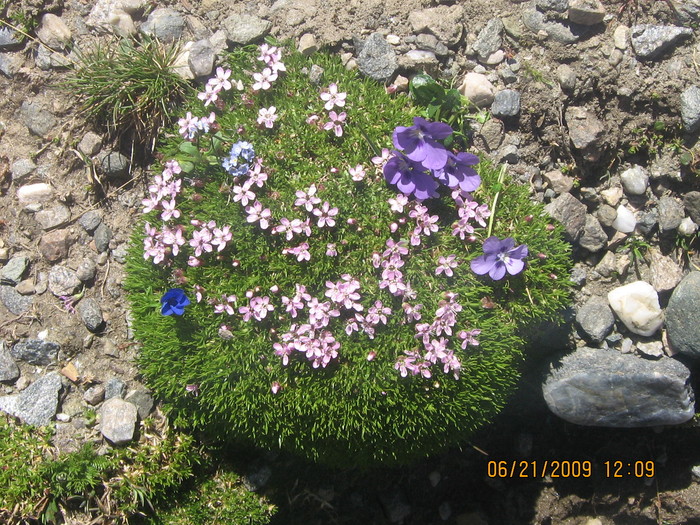 IMG_1454 - ROMANIA PAMANT SFANT