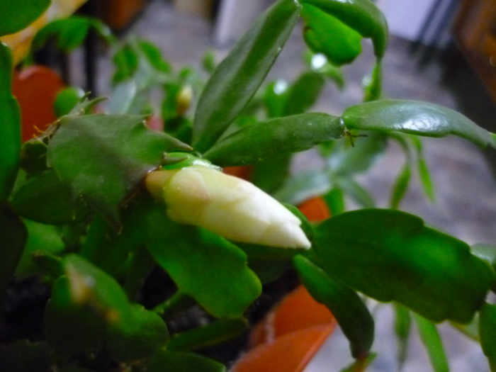 boboc de schlumbergia in noiembrie 2010 - Schlumbergera sau Zygocactus