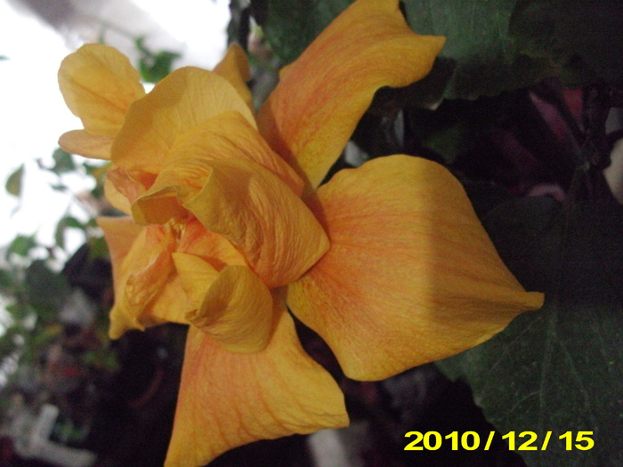 15.12 inflorit - hibiscus