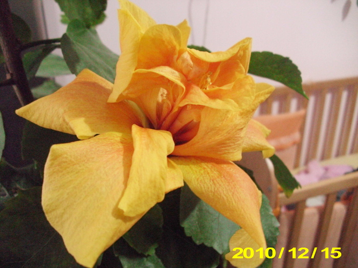 Picture 011 - hibiscus
