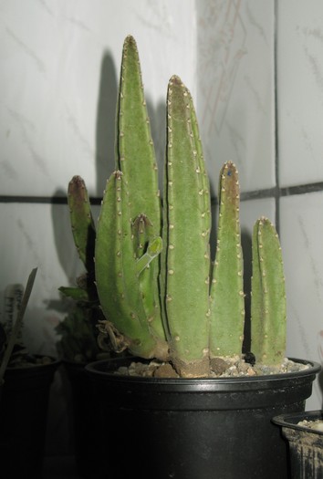 Caralluma - Asclepiadaceae  Aizoaceae