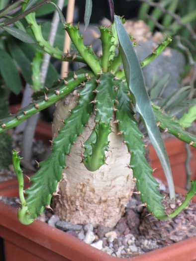 Euphorbia stelatta - EUPHORBIA - album foto 1