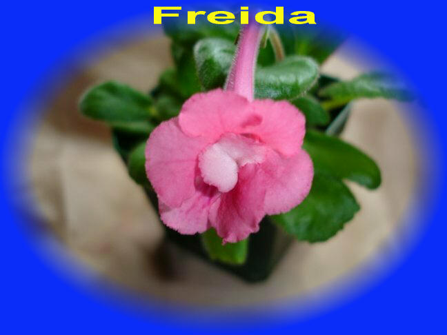 freida - MINI-SININNGIA