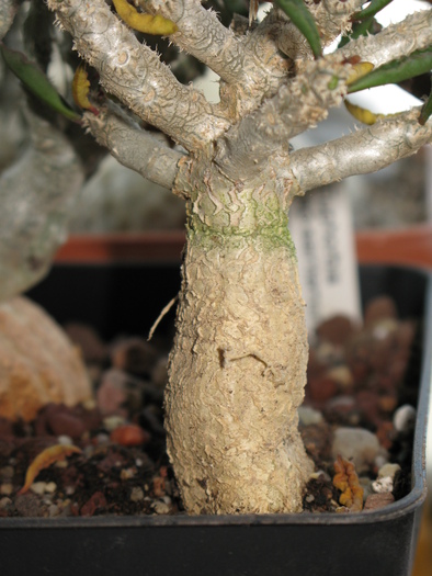 Euphorbia ambovombensis - EUPHORBIA - album foto 1