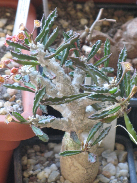 Euphorbia ambovombensis - EUPHORBIA - album foto 1