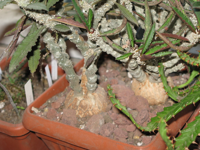 Euphorbia cap-saintmariensis Madagascar - EUPHORBIA - album foto 1