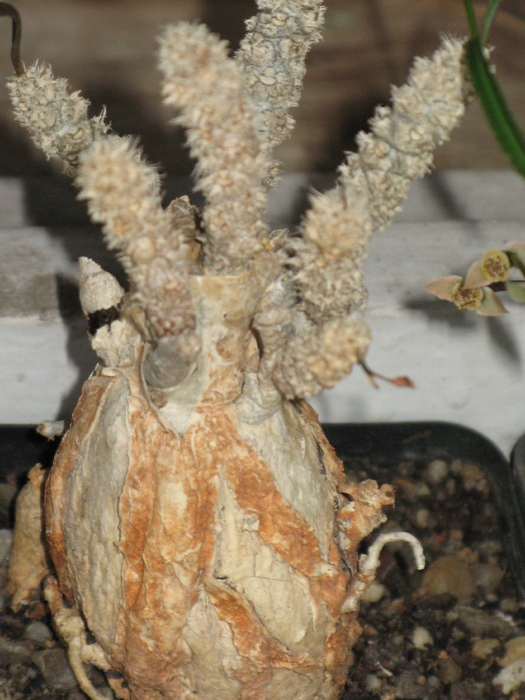 Euphorbia waringiae Madagascar - EUPHORBIA - album foto 1