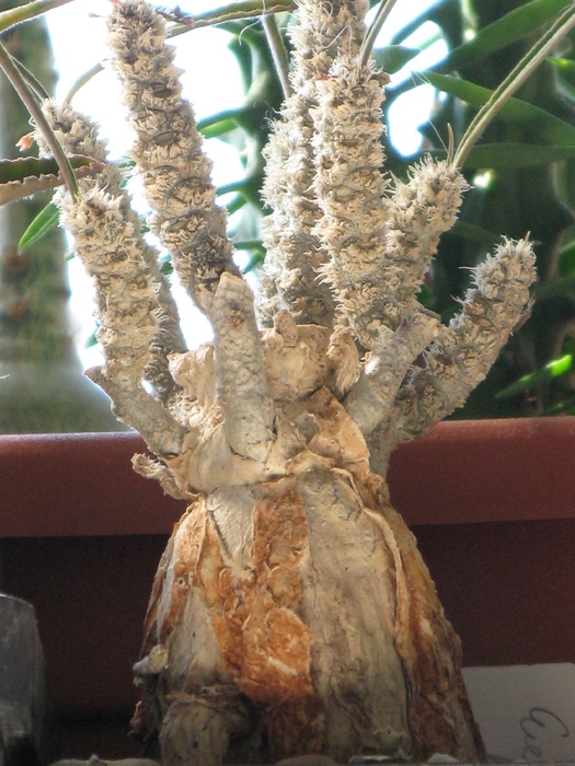Euphorbia waringiae Madagascar