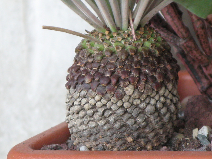 Euphorbia bupleurifolia - EUPHORBIA - album foto 1