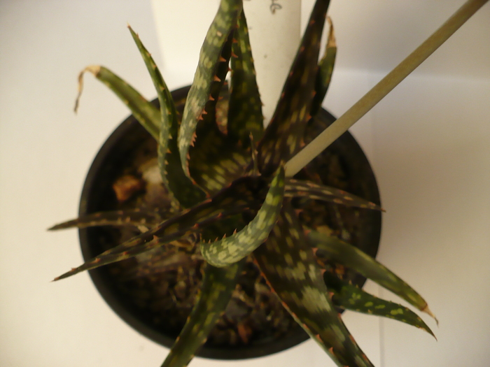 Aloe bakeri - 2010; Colectie Magda

