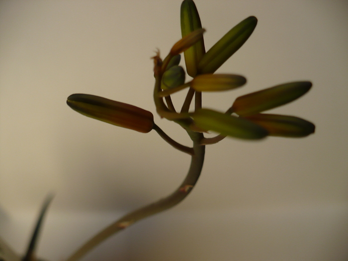 Inflorescenta Aloe bakeri - bakeri
