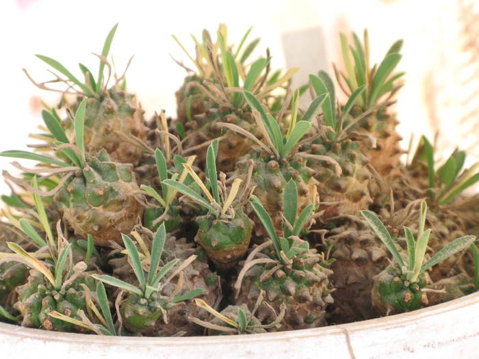 Euphorbia bupleurifolia X susannae