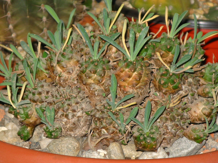 Euphorbia bupleurifolia X susannae - EUPHORBIA - album foto 1