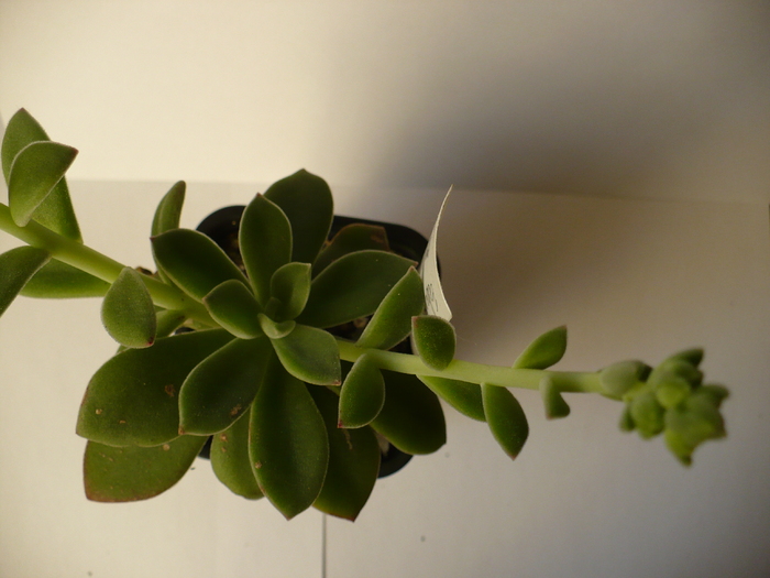 Echeveria coccinea - coccinea