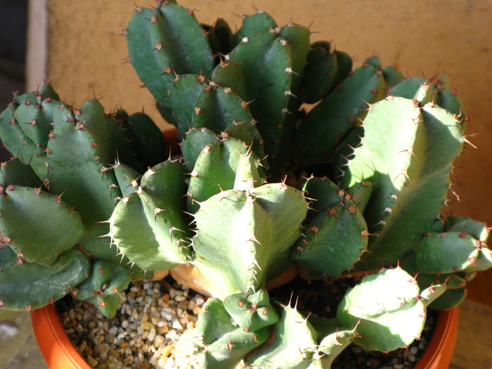 Euphorbia resinifera - EUPHORBIA - album foto 1