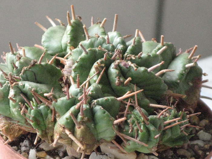 Euphorbia meloformis-Hybrid - EUPHORBIA - album foto 1