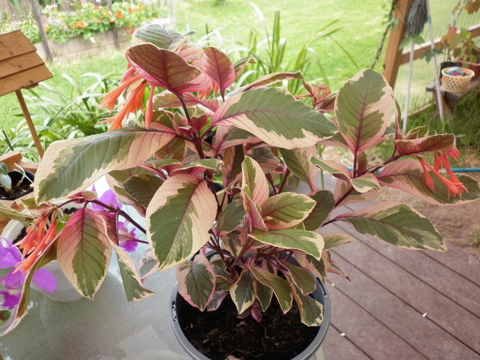 Fuchsia Firecracker; 16.12.10
