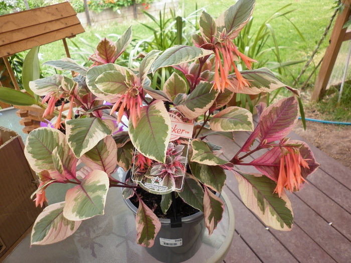 Fuchsia Firecracker; 16.12.10
