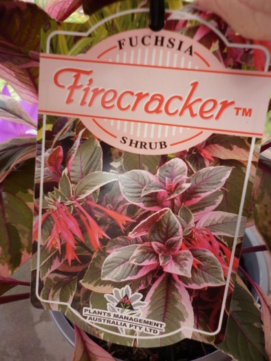 Fuchsia Firecracker; 16.12.10
