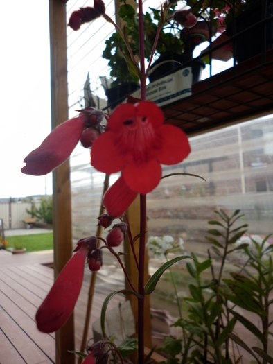 Penstemon Firebird; 16.12.10
