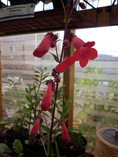 Penstemon Firebird; 16.12.10
