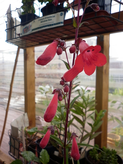Penstemon Firebird; 16.12.10
