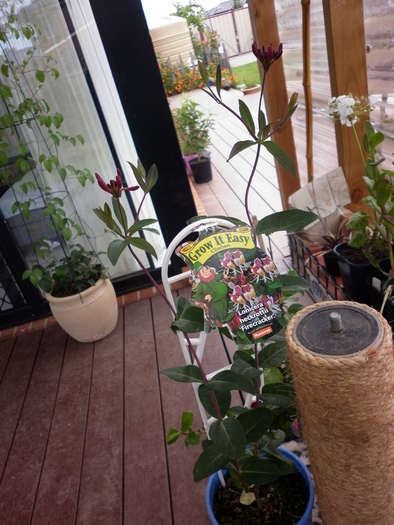 Lonicera Heckrottii "Firecracker"; 16.12.10
