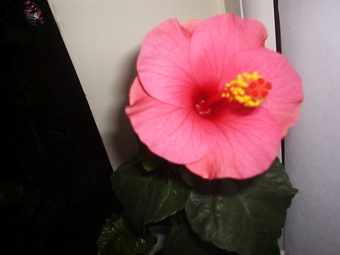 16.12.2010 - hibiscus