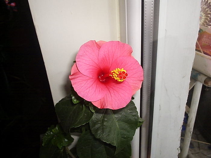16.12.2010 - hibiscus