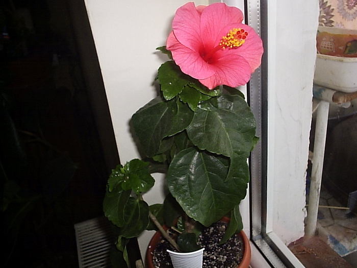 16.12.2010 - hibiscus