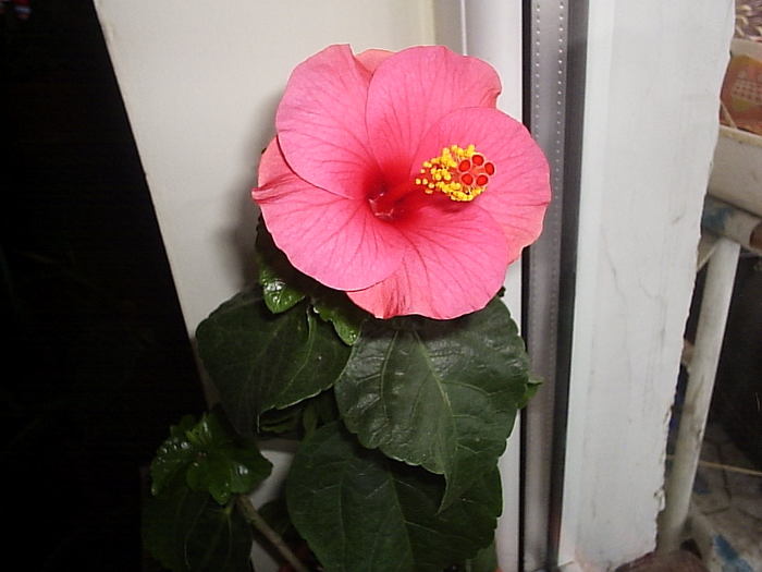 16.12.2010 - hibiscus
