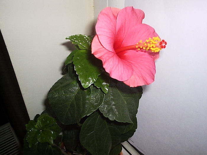 16.12.2010 - hibiscus