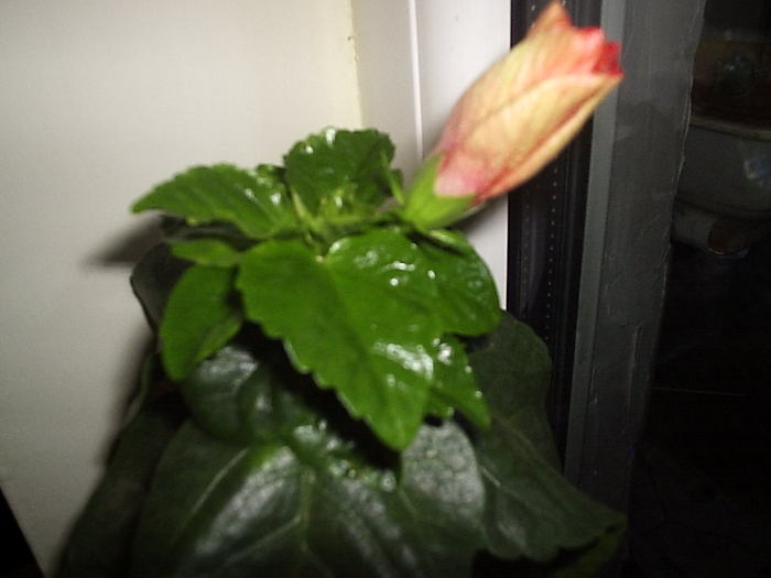 15.12.2010 - hibiscus