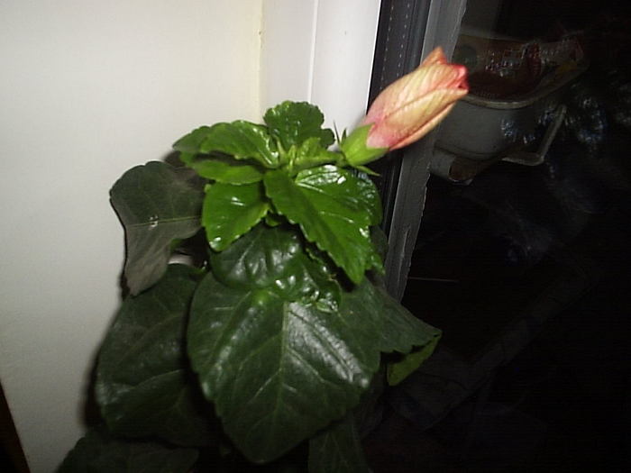 15.12.2010 - hibiscus