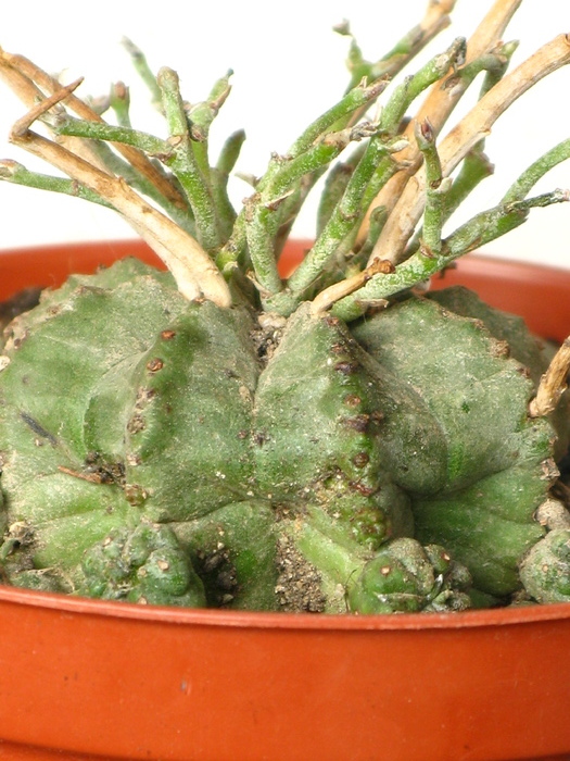 Euphorbia hybrid - EUPHORBIA - album foto 1