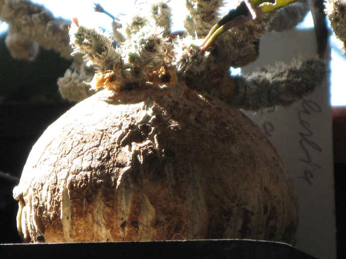 Euphorbia suzanne-marienne  - caudex - EUPHORBIA - album foto 1